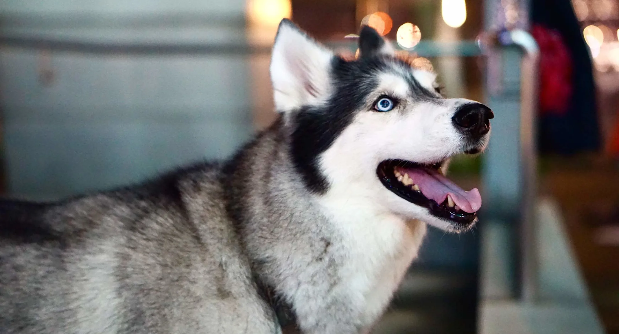 A husky dog smiling inside looking up and away from the camera A husky dog smiling inside looking up and away from the camera