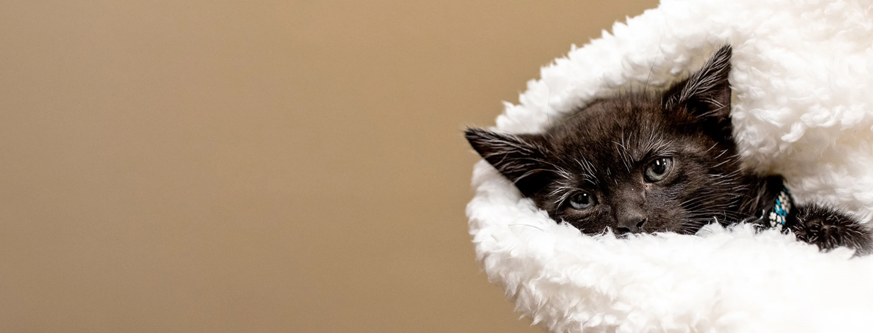 little black kitten in blanket little black kitten in blanket