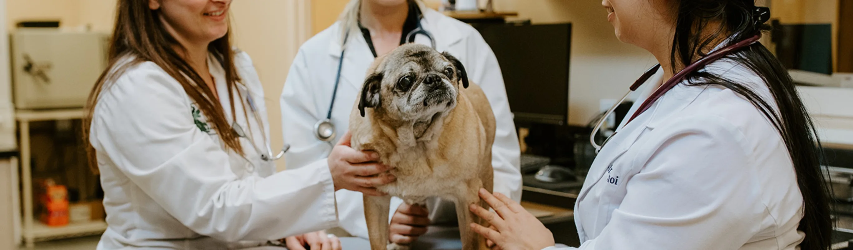 3 veterinarians smiling at a dog between them