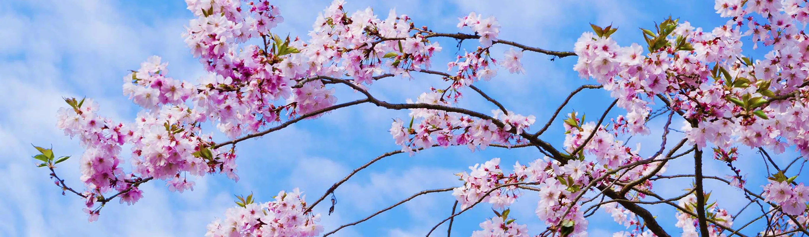 Cherry blossoms against a blue sky