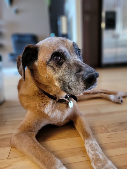 A black dog laying down.