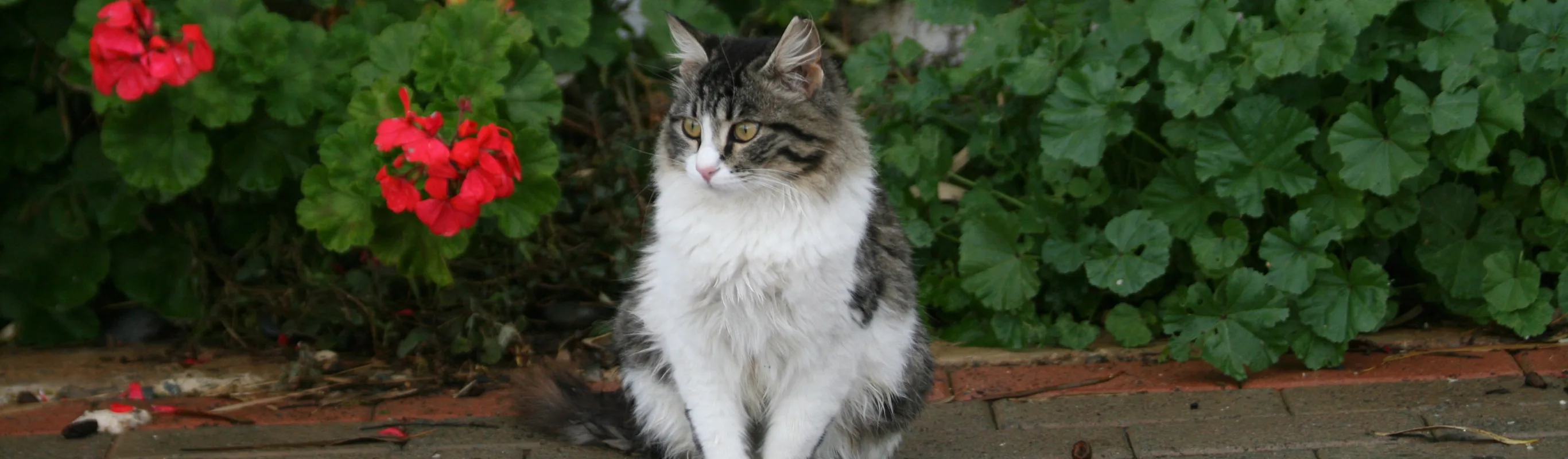 Cat sitting on sidewalk