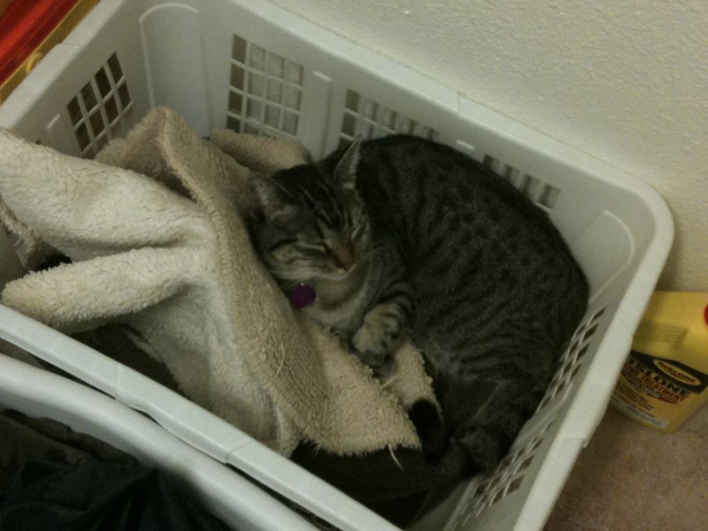 Cat asleep in basket