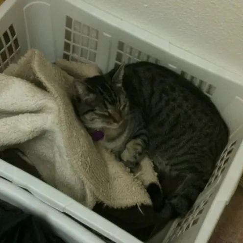 Cat asleep in basket