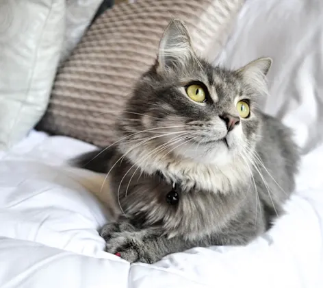Cat on bed Cat on bed