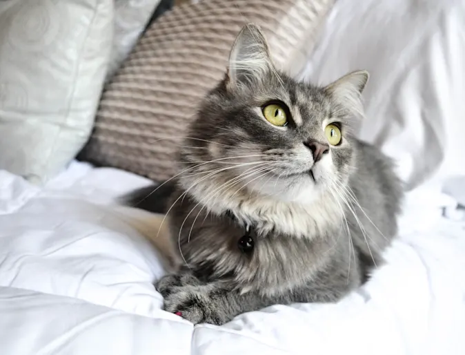 Cat on bed Cat on bed