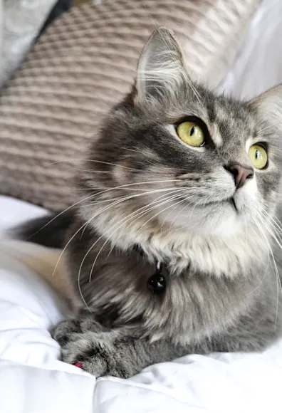 Cat on bed Cat on bed