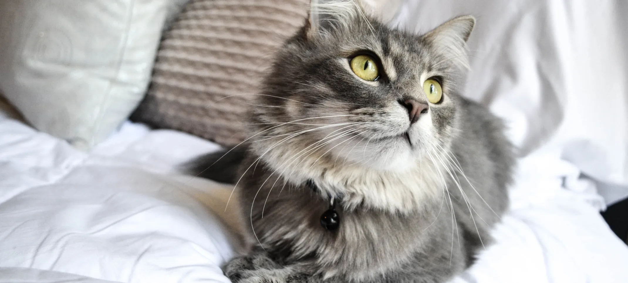 Cat on bed Cat on bed
