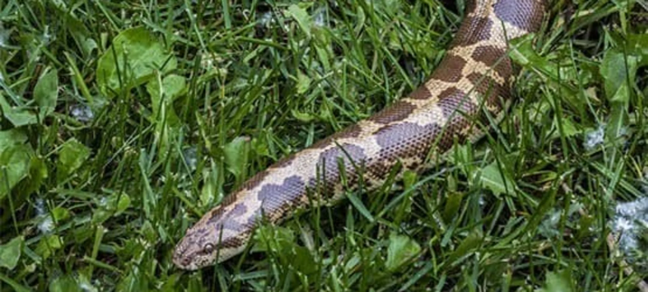Taz, Kenyan Sand Boa Taz, Kenyan Sand Boa