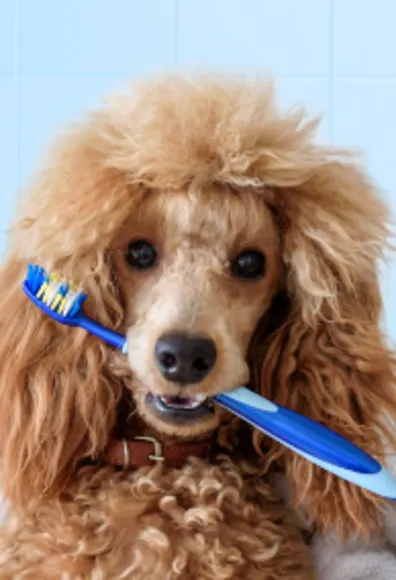 A dog holding a toothbrush in its mouth