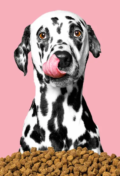 dalmatian with food on pink background