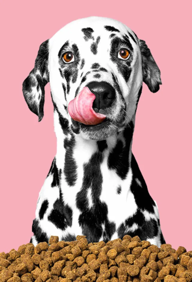 dalmatian with food on pink background dalmatian with food on pink background