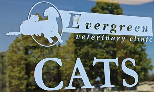 Evergreen Vet Clinic logo and cats sign on glass