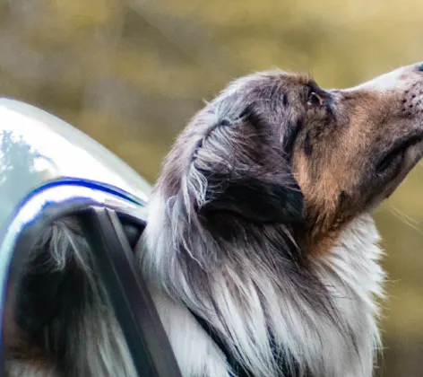 Dog riding in a car Dog riding in a car