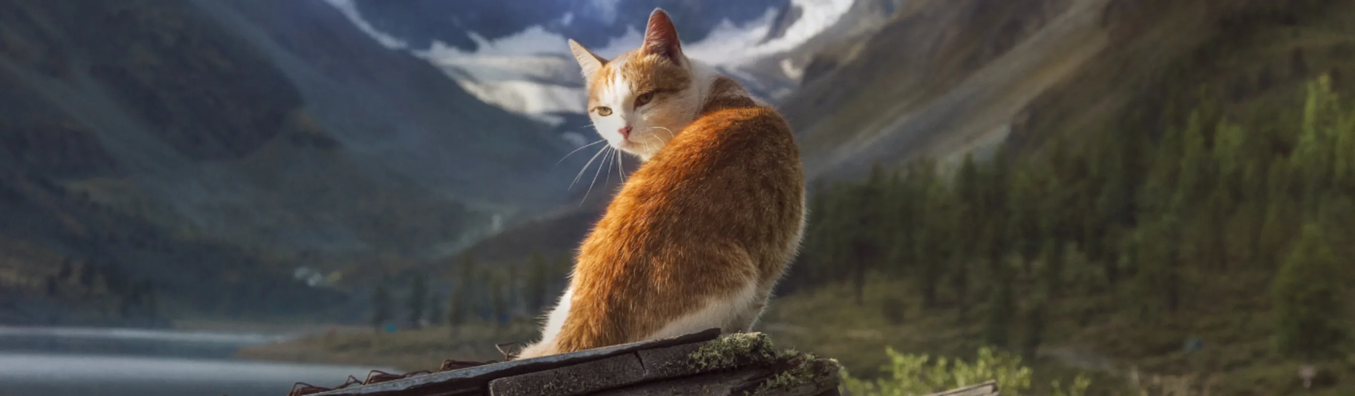 Orange cat in front of a background of trees and mountains