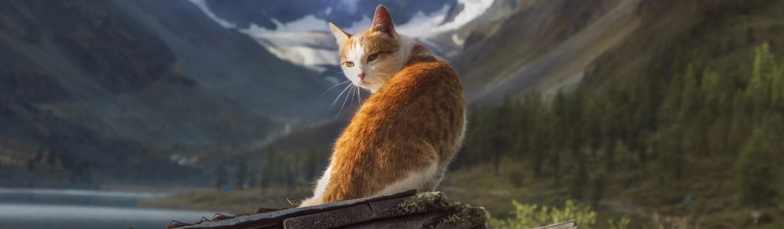 Orange cat in front of a background of trees and mountains Orange cat in front of a background of trees and mountains