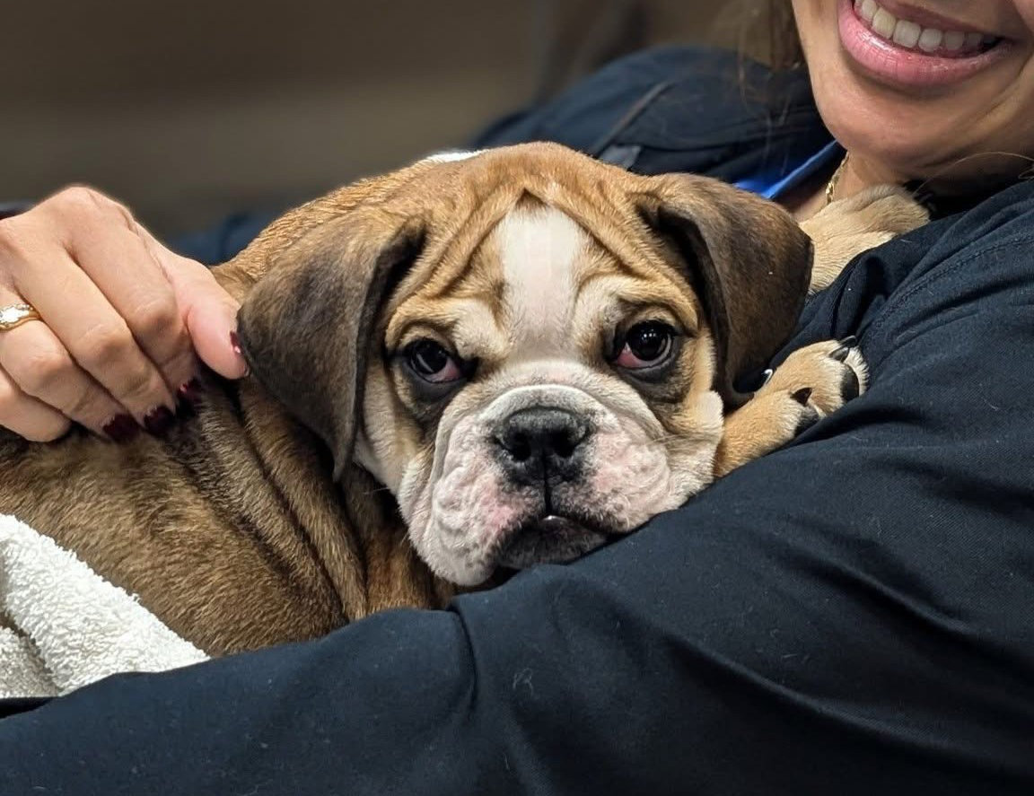 Bulldog in a staff members arm.