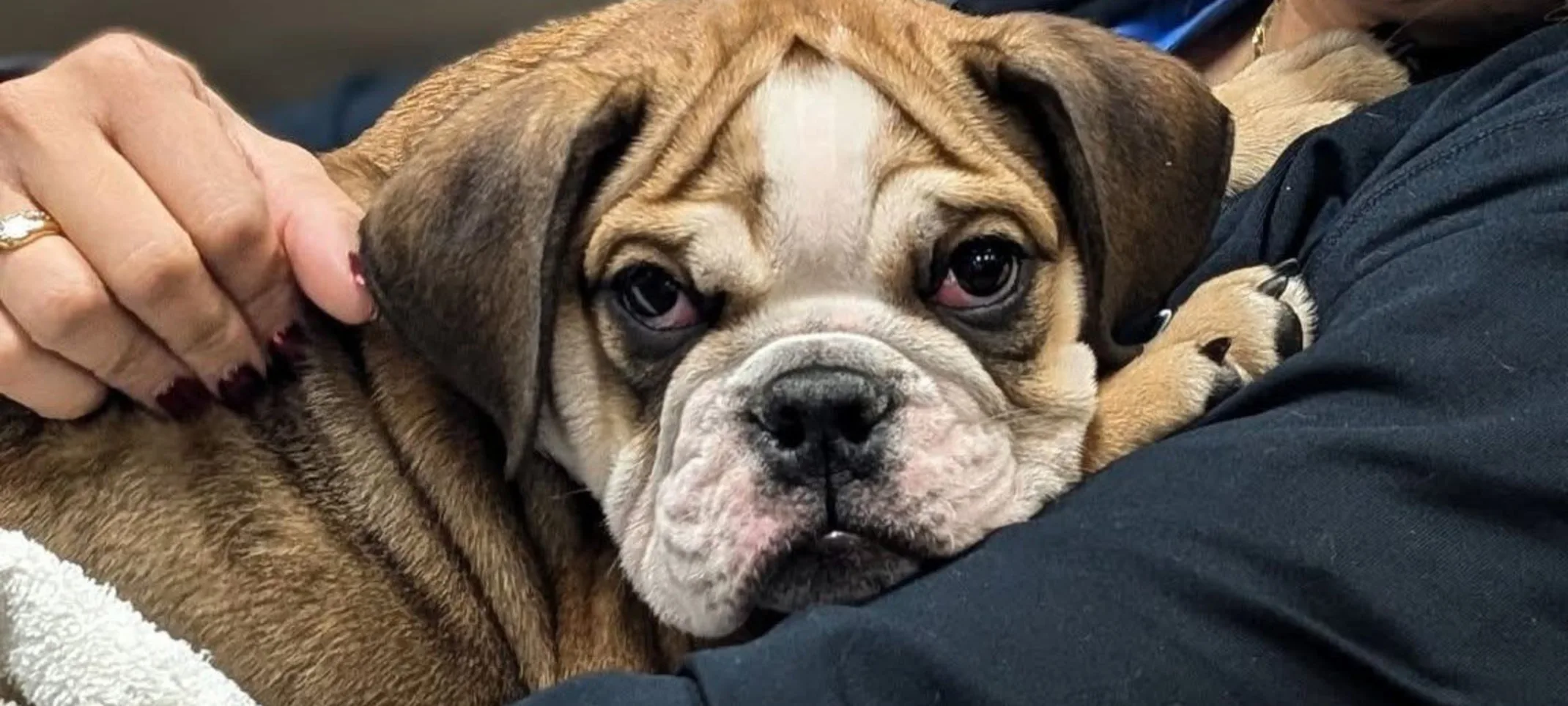 Bulldog in a staff members arm. Bulldog in a staff members arm.