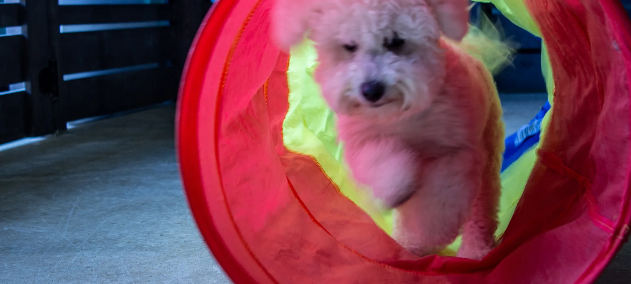 Dog running through Dog running through