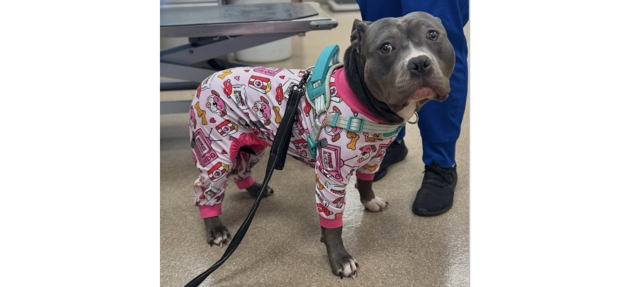 Gray Dog Wearing Pink Pajamas