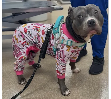 Gray Dog Wearing Pink Pajamas Gray Dog Wearing Pink Pajamas