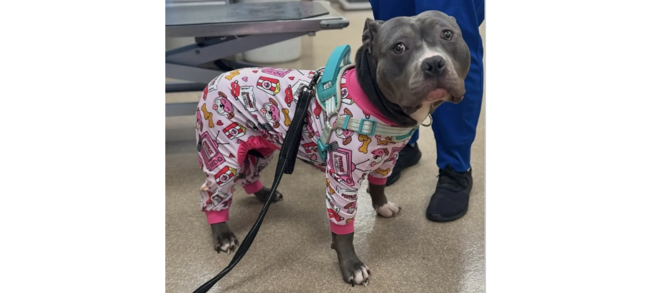 Gray Dog Wearing Pink Pajamas Gray Dog Wearing Pink Pajamas