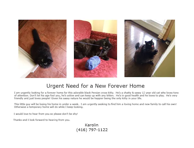 Energetic Mature Cat at Blue Cross Animal Hospital Energetic Mature Cat at Blue Cross Animal Hospital