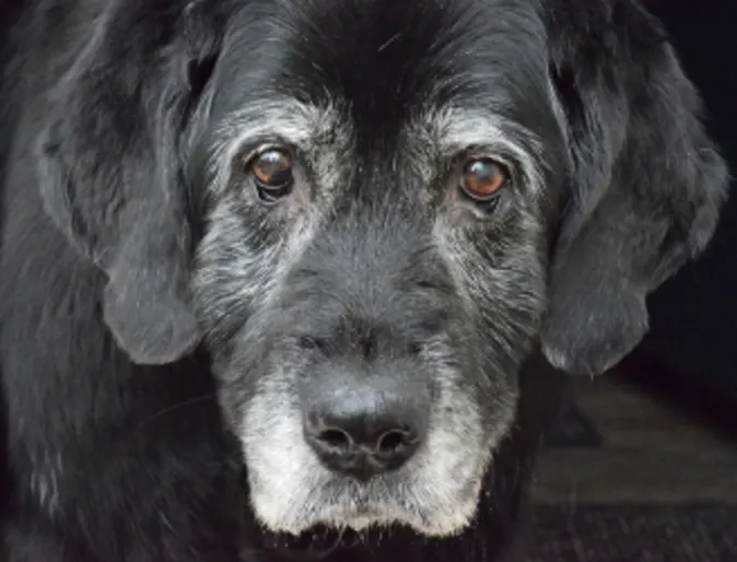 A black and gray senior dog A black and gray senior dog