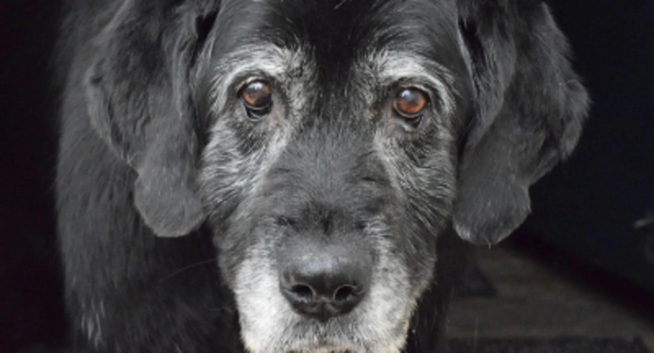A black and gray senior dog A black and gray senior dog