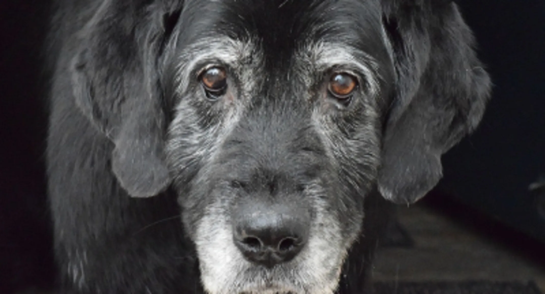 A black and gray senior dog
