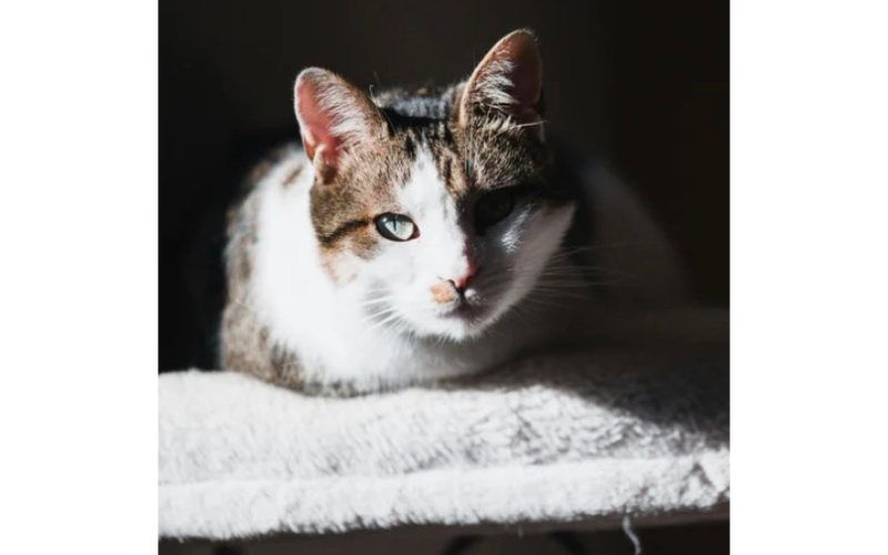 Cat Laying on Fuzzy White Pillow