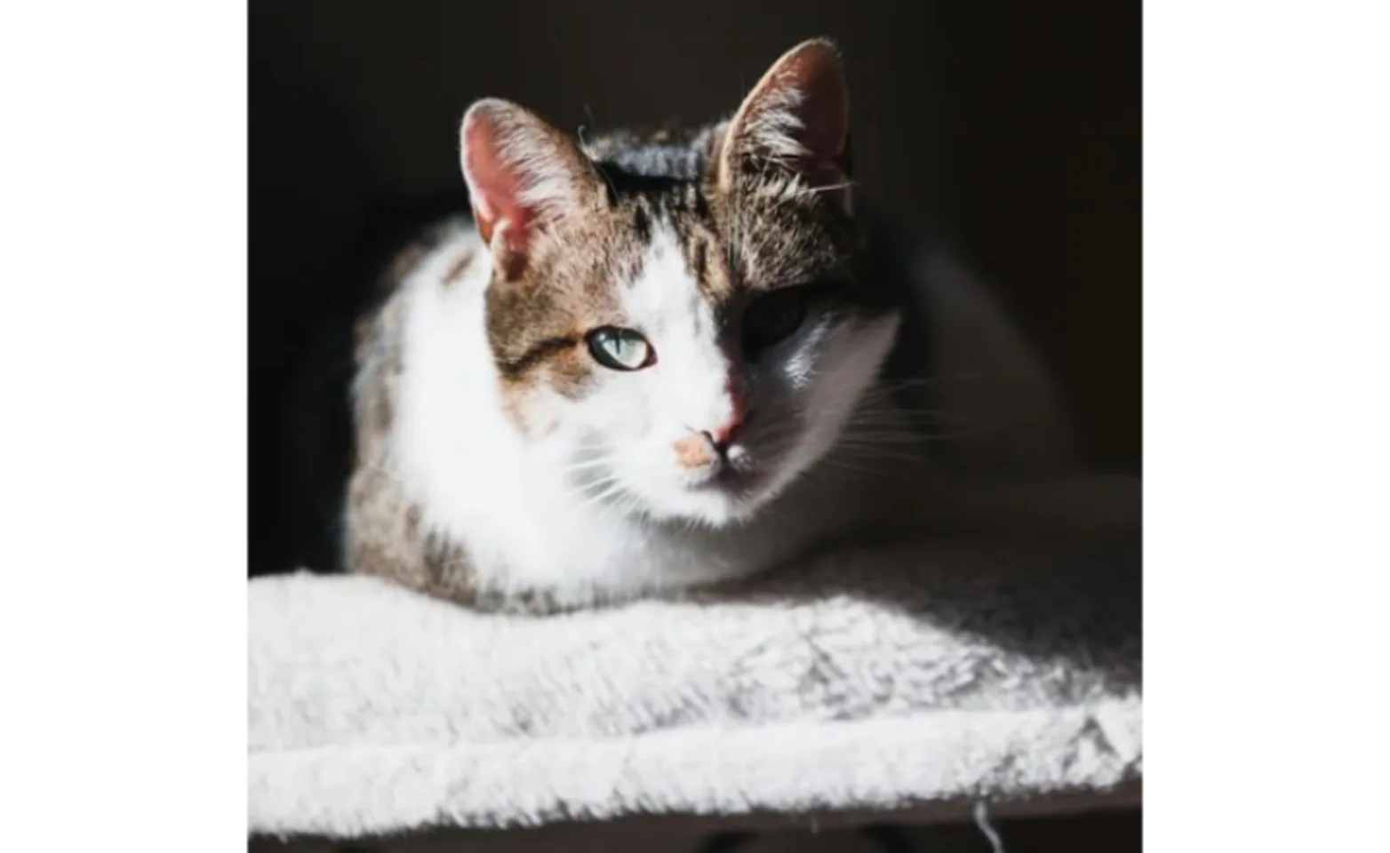 Cat Laying on Fuzzy White Pillow Cat Laying on Fuzzy White Pillow