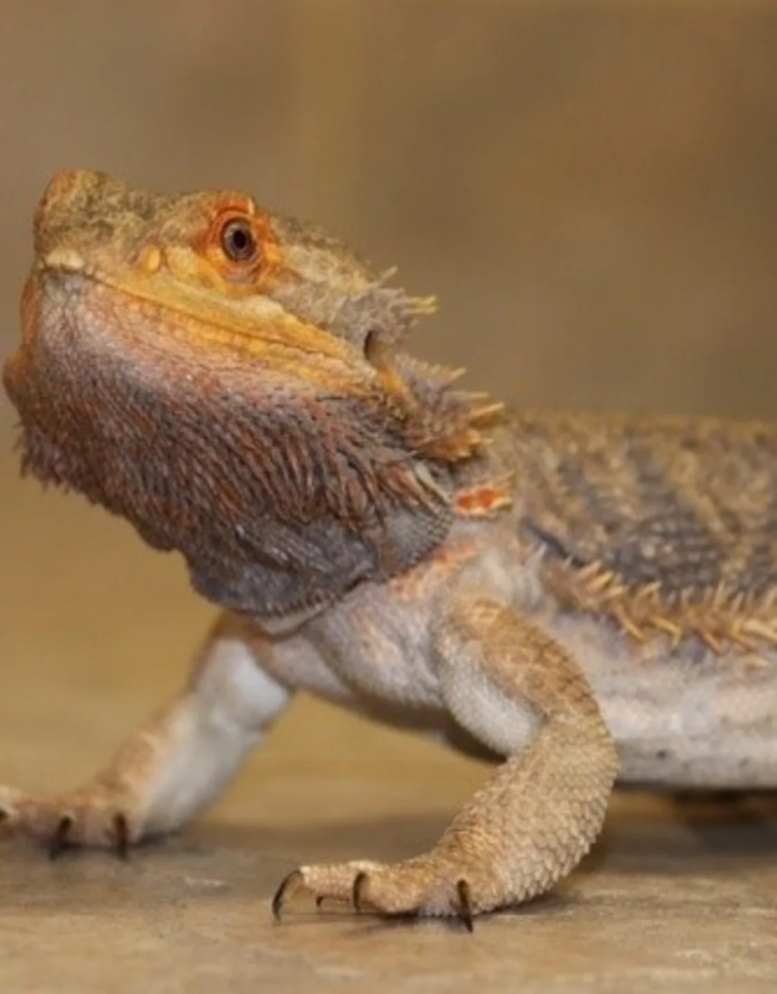 Puff, Clinic Mascot Puff, Clinic Mascot