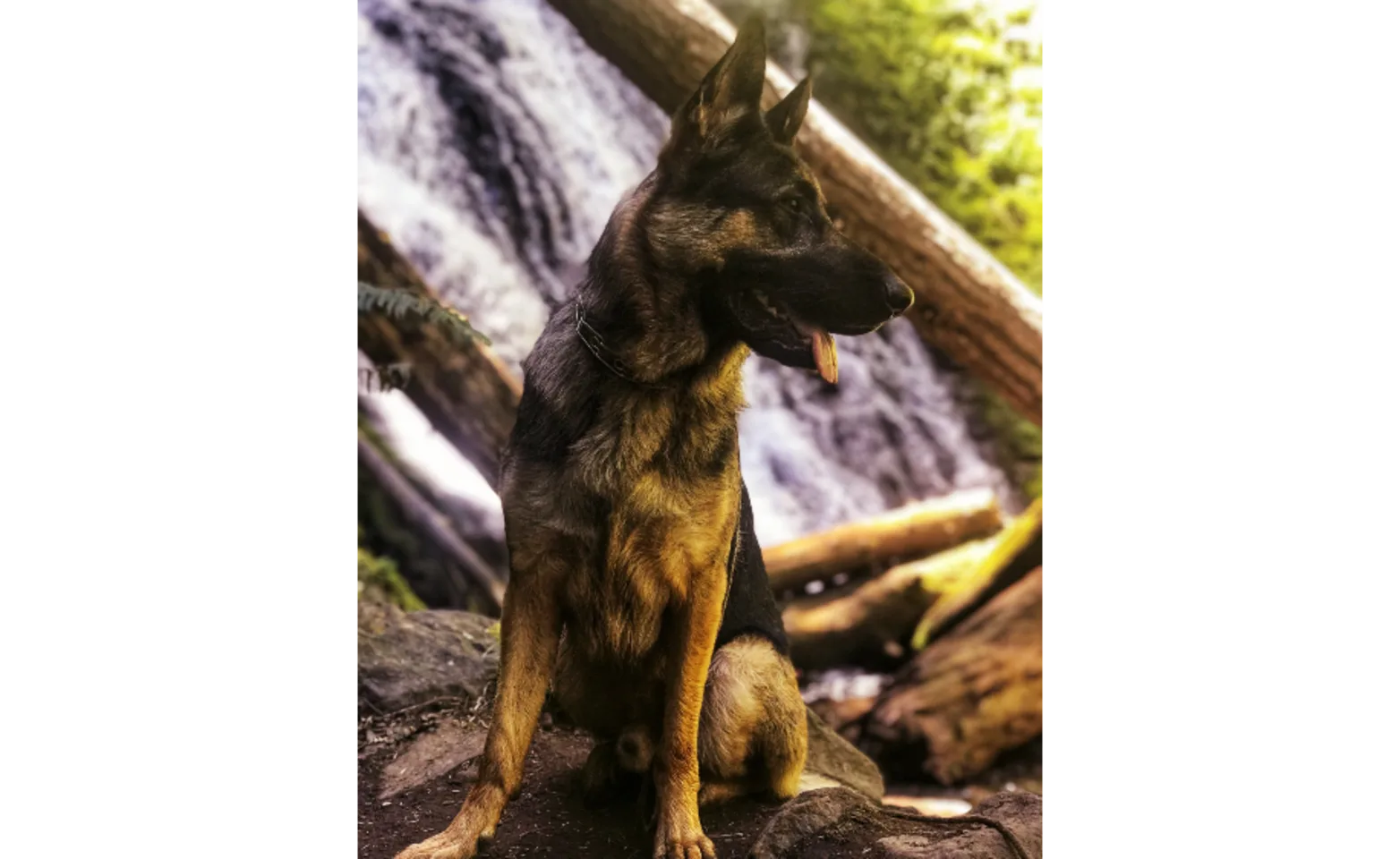A dog with a waterfall behind him A dog with a waterfall behind him