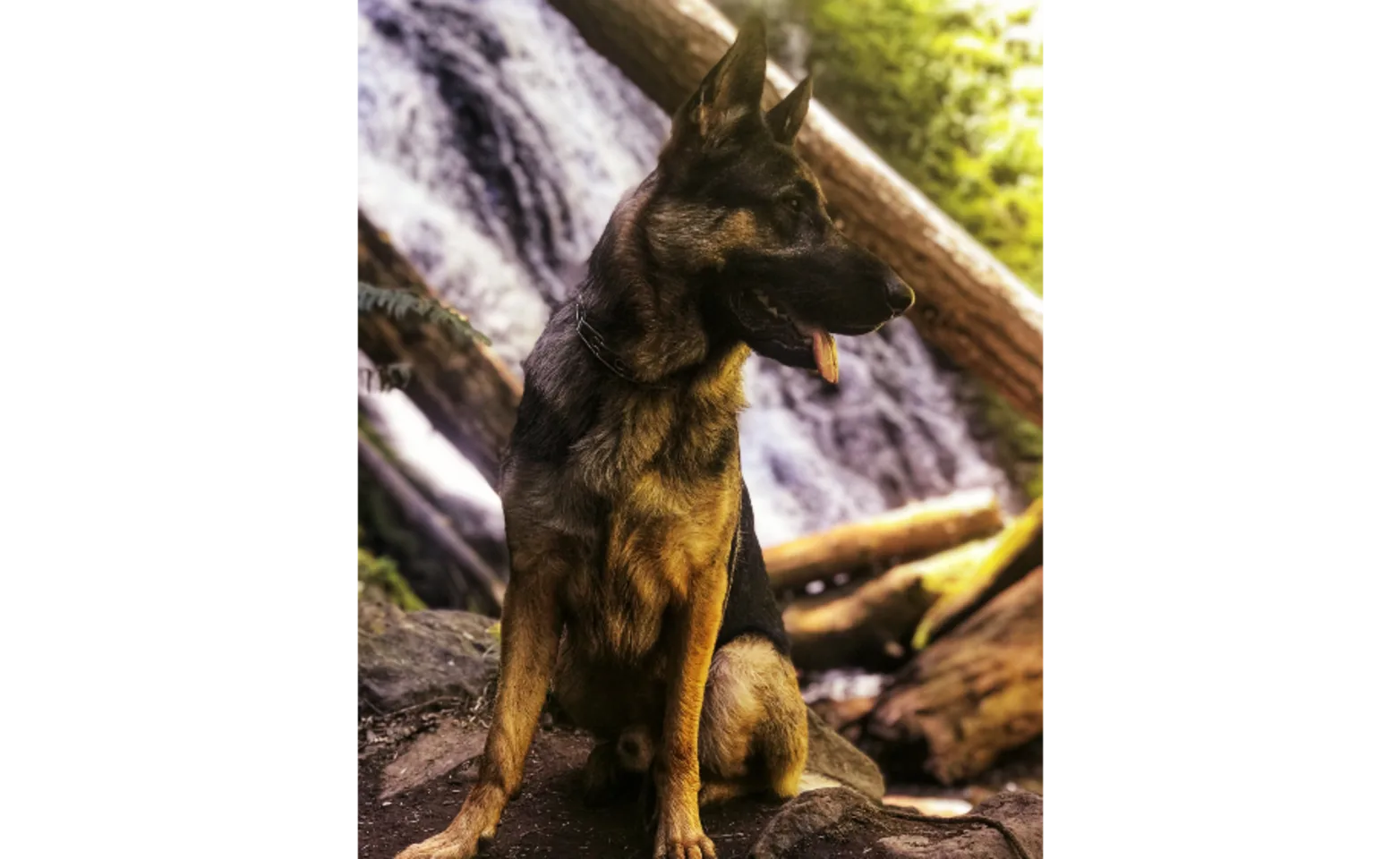 A dog with a waterfall behind him 