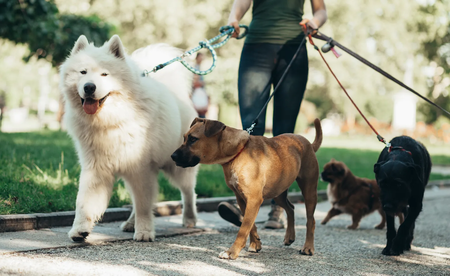 Dogs on a walk in the city