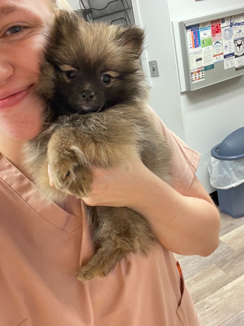 Small Puppy Being Held at Ferry Farm Animal Clinic