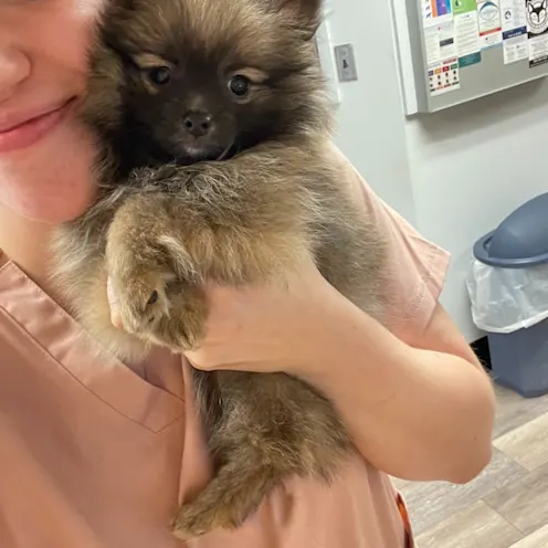 Small Puppy Being Held at Ferry Farm Animal Clinic Small Puppy Being Held at Ferry Farm Animal Clinic