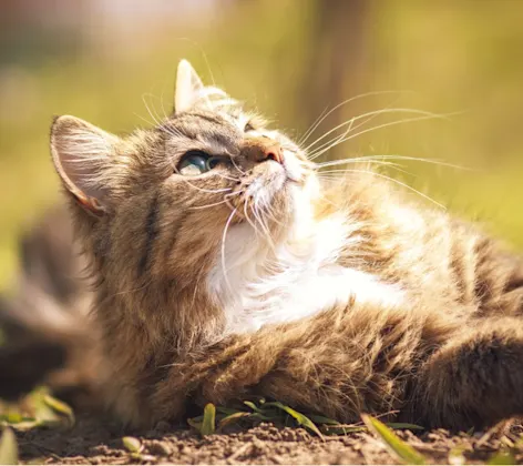 Cat laying down in the sun outside Cat laying down in the sun outside