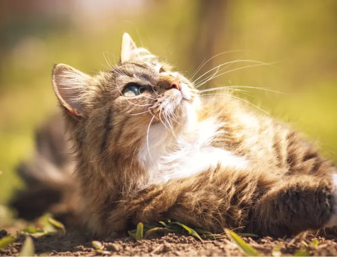 Cat laying down in the sun outside