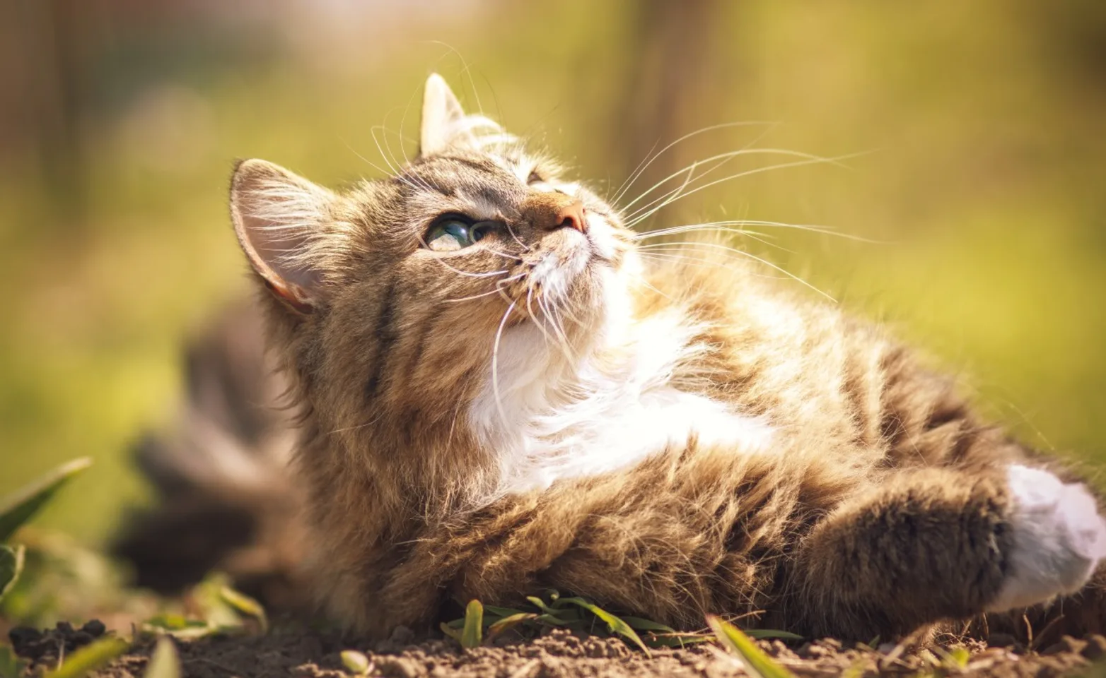 Cat laying down in the sun outside