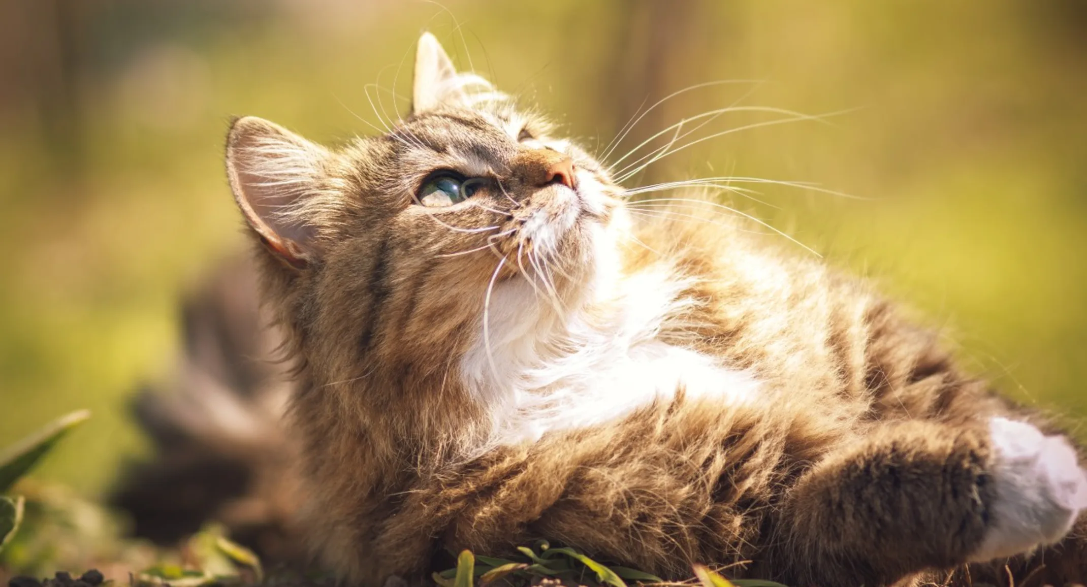 Cat laying down in the sun outside