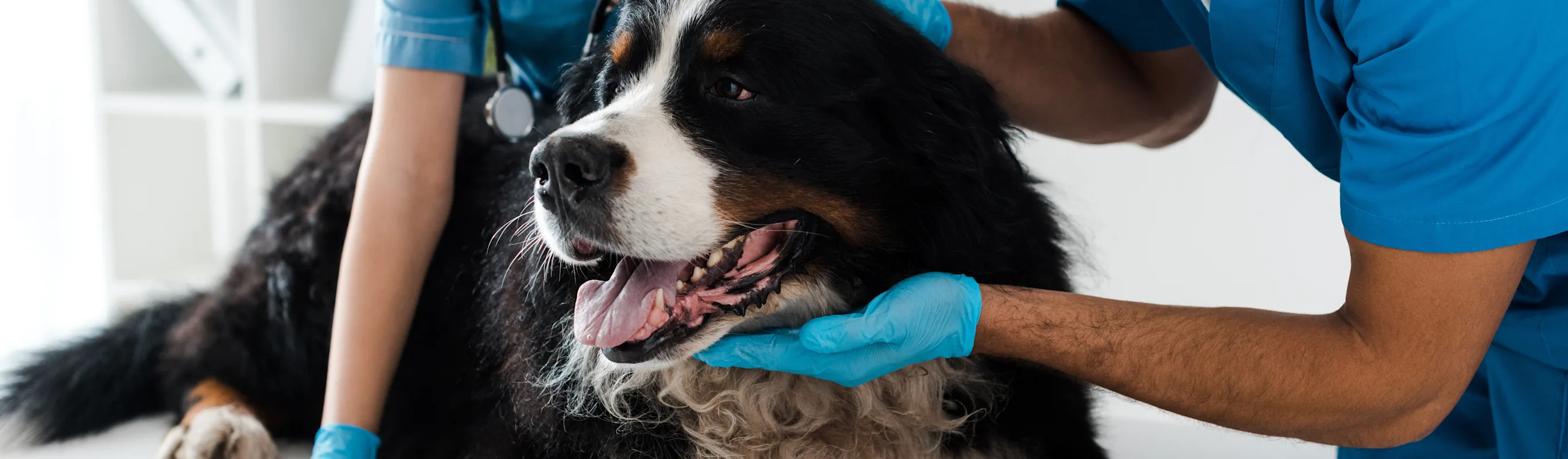 doctors checking on a dog doctors checking on a dog
