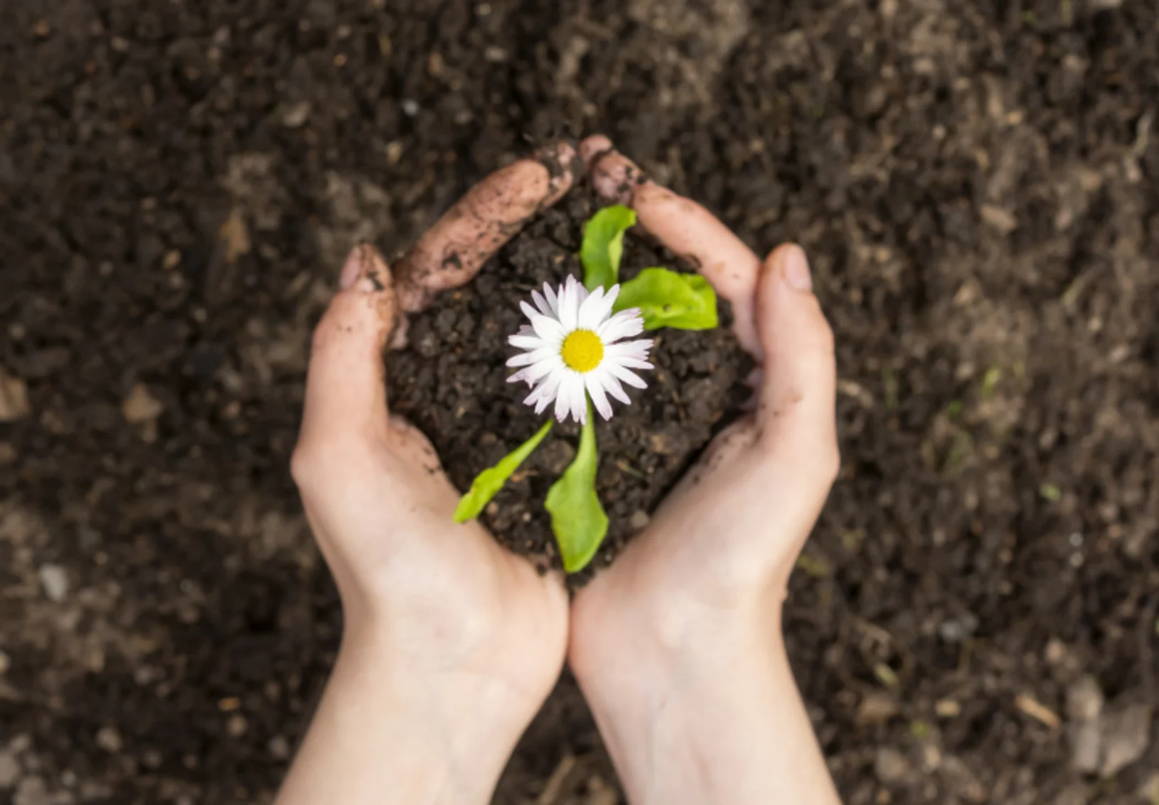Holding flower in soil Holding flower in soil
