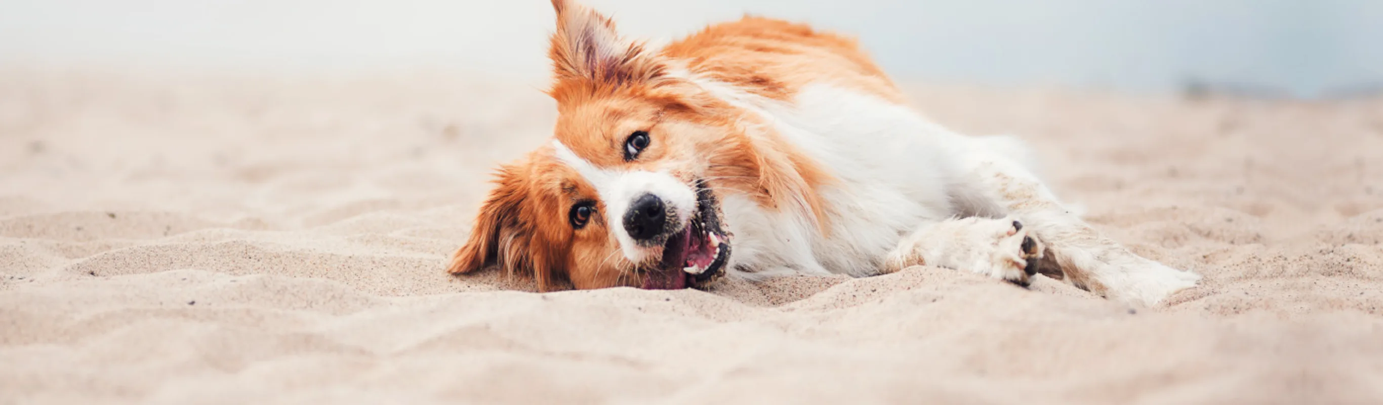 Dog on beach with tongue in sand