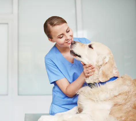 Staff member giving a dog a check up Staff member giving a dog a check up