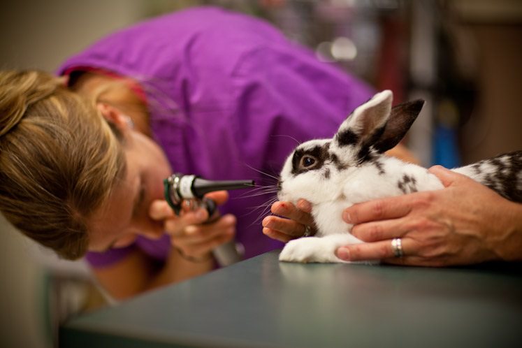Woman in purple checking a bunny.