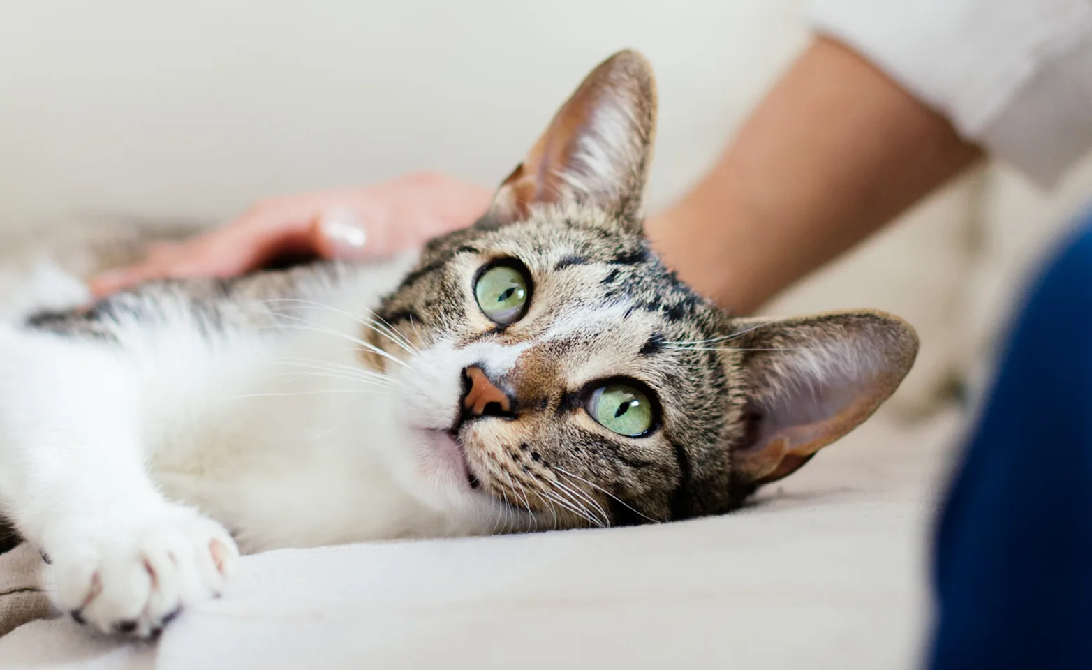 Staff holding paw Staff holding paw