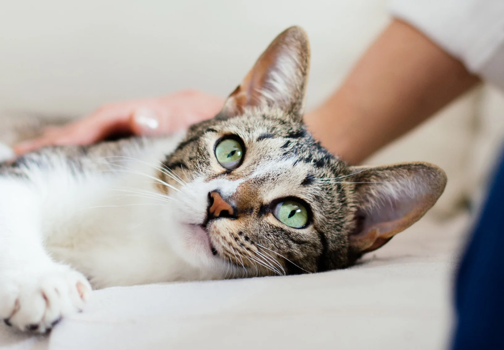 Staff holding paw Staff holding paw