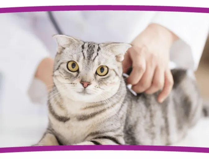 A grey tabby cat is on a medical table about to get a checkup by a Veterinarian. A grey tabby cat is on a medical table about to get a checkup by a Veterinarian.